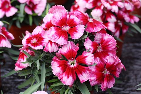 Photos von Blumenvarianten benutzt als: Topf und Beet Dianthus chinensis Parfait Crimson Eye