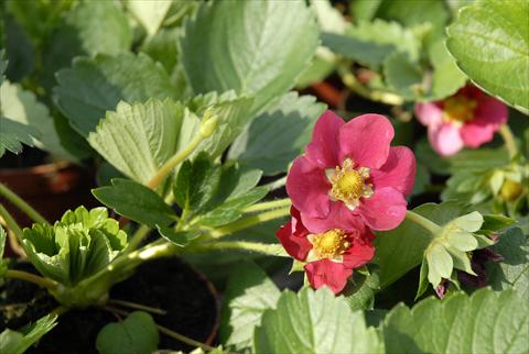 Photos von Blumenvarianten benutzt als: Topf und Beet Fragaria Fragola rifiorente a fiore rosso