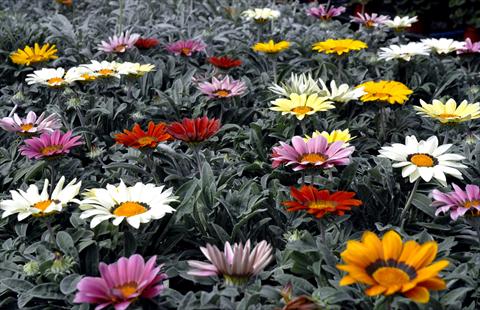 Photos von Blumenvarianten benutzt als: Topf und Beet Gazania splendens Mix