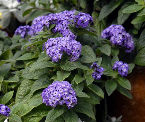 Photos von Blumenvarianten benutzt als: Topf und Beet Heliotropium arborescens Blu