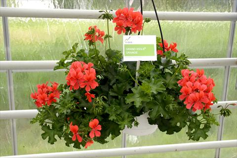 Photos von Blumenvarianten benutzt als: Topf, Terrasse, Ampel. Pelargonium peltatum Grand Idols® Orange