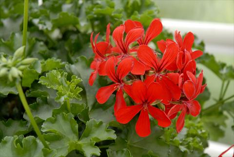 Photos von Blumenvarianten benutzt als: Topf, Terrasse, Ampel. Pelargonium peltatum Grand Idols® Red