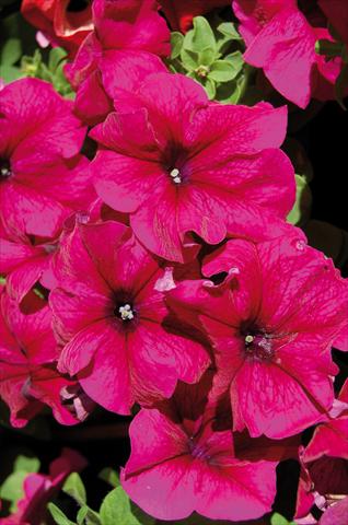 Photos von Blumenvarianten benutzt als: Topf, Terrasse, Ampel. Petunia x hybrida Limbo Burgundy