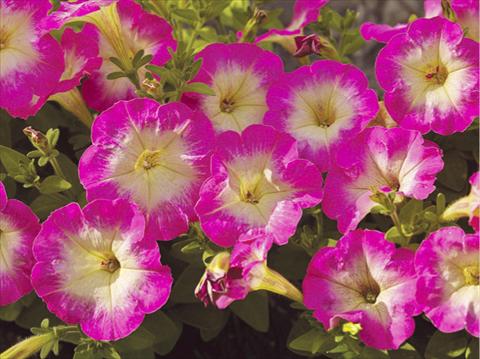Photos von Blumenvarianten benutzt als: Topf, Terrasse, Ampel. Petunia milliflora Piccobella Rose Morn