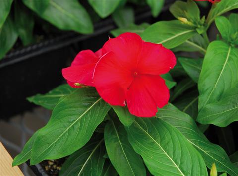 Photos von Blumenvarianten benutzt als: Topf, Terrasse, Ampel. Catharanthus roseus - Vinca Titan F1 Dark Red