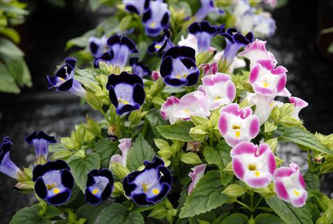 Photos von Blumenvarianten benutzt als: Topf, Terrasse, Ampel. Torenia Mix