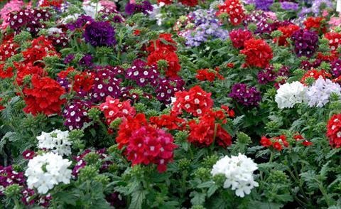Photos von Blumenvarianten benutzt als: Topf, Terrasse, Ampel. Verbena hybrida Mix