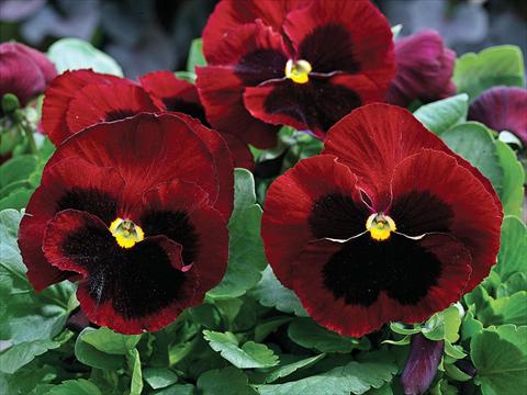 Photos von Blumenvarianten benutzt als: Topf und Beet Viola wittrockiana Mammoth Big Red