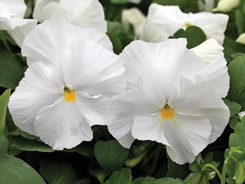 Photos von Blumenvarianten benutzt als: Topf und Beet Viola wittrockiana Mammoth White Hot