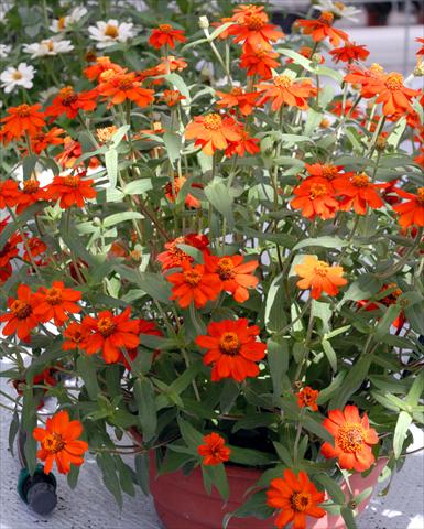 Photos von Blumenvarianten benutzt als: Topf und Beet Zinnia interspecifica Profusion Rosso