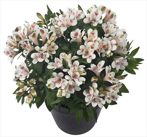 Photos von Blumenvarianten benutzt als: Topf und Beet Alstroemeria Inticancha® Creamy Dark Pink