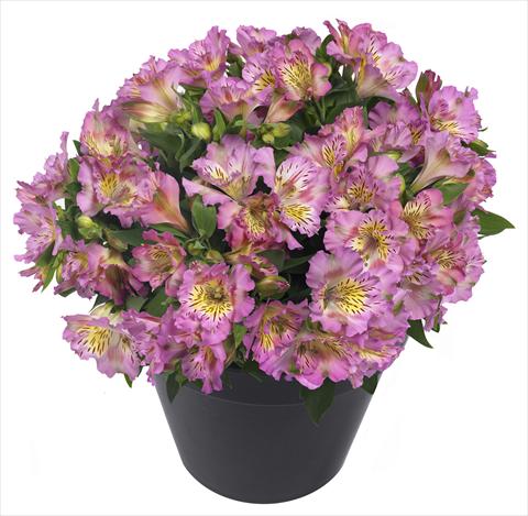 Photos von Blumenvarianten benutzt als: Topf und Beet Alstroemeria Inticancha® Sunday