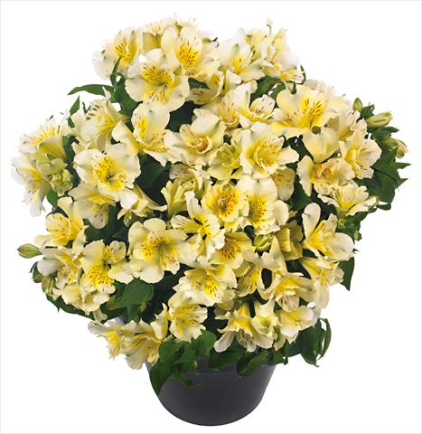 Photos von Blumenvarianten benutzt als: Topf und Beet Alstroemeria Inticancha® Sunlight