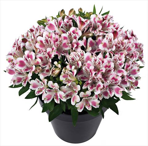 Photos von Blumenvarianten benutzt als: Topf und Beet Alstroemeria Inticancha® White Pink Blush