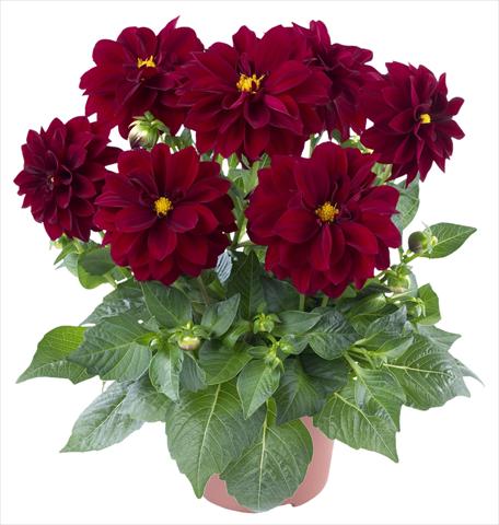 Photos von Blumenvarianten benutzt als: Topf und Beet Dahlia Carolina Burgundy