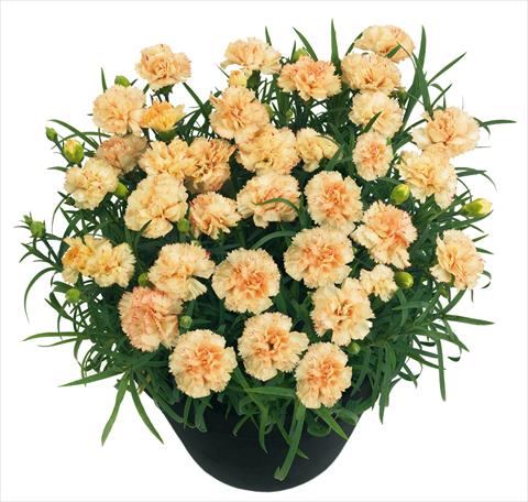 Photos von Blumenvarianten benutzt als: Topf und Beet Dianthus BlingBling