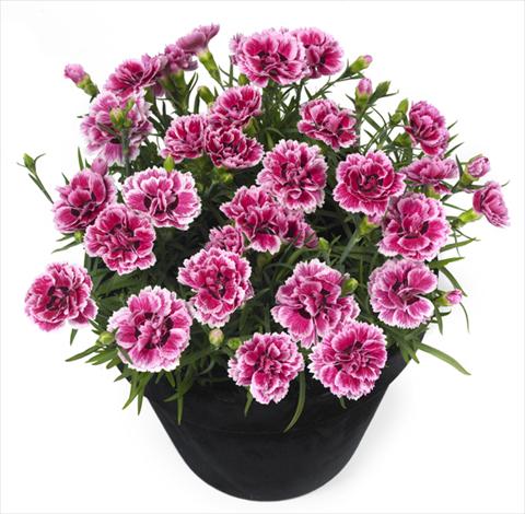 Photos von Blumenvarianten benutzt als: Topf und Beet Dianthus Esta