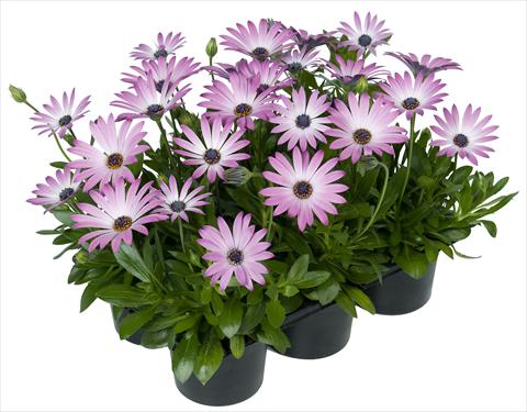 Photos von Blumenvarianten benutzt als: Topf und Beet Osteospermum Margarita Nano® Light Pink