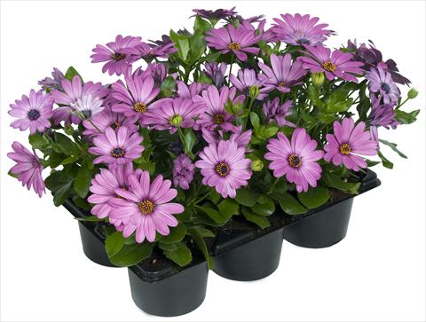 Photos von Blumenvarianten benutzt als: Topf und Beet Osteospermum Margarita Nano® Pink