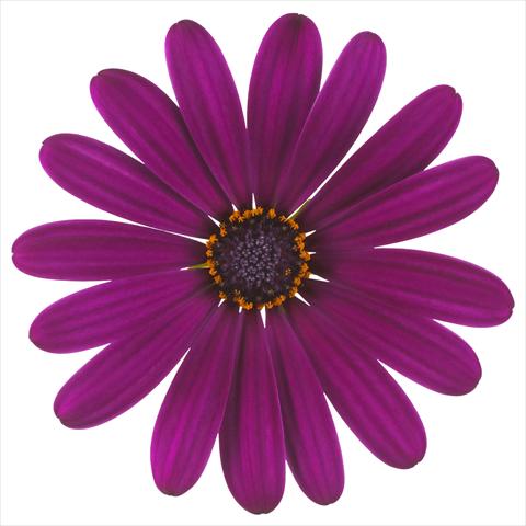 Photos von Blumenvarianten benutzt als: Topf und Beet Osteospermum Margarita Nano® Purple