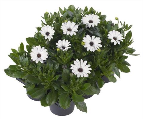 Photos von Blumenvarianten benutzt als: Topf und Beet Osteospermum Margarita Nano® White