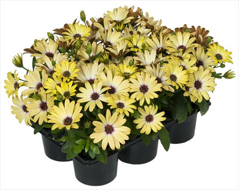 Photos von Blumenvarianten benutzt als: Topf und Beet Osteospermum Margarita Nano® Yellow