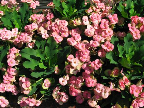 Photos von Blumenvarianten benutzt als: Topf und Beet Euphorbia x martinii Pandorra