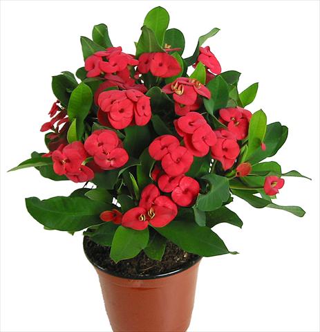 Photos von Blumenvarianten benutzt als: Topf und Beet Euphorbia x martinii Vulcanus