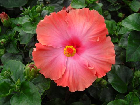 Photos von Blumenvarianten benutzt als: Topf und Beet Hibiscus rosa-sinensis Caramella