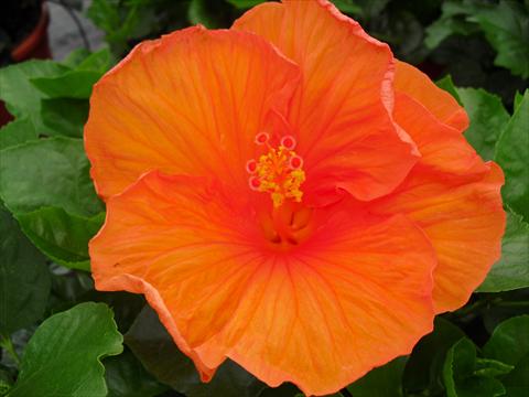Photos von Blumenvarianten benutzt als: Topf und Beet Hibiscus rosa-sinensis Carrera