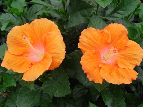 Photos von Blumenvarianten benutzt als: Topf und Beet Hibiscus rosa-sinensis Pista