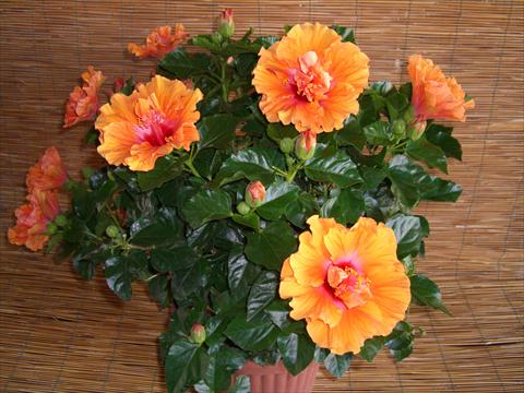 Photos von Blumenvarianten benutzt als: Topf und Beet Hibiscus rosa-sinensis Targa