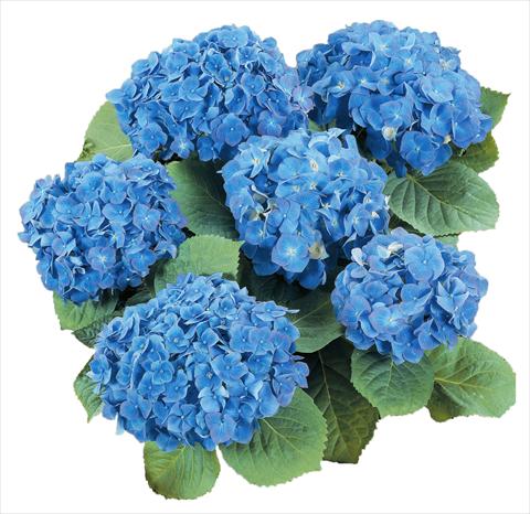 Photos von Blumenvarianten benutzt als: Topf und Beet Hydrangea macrophylla Everbloom Blue Heaven