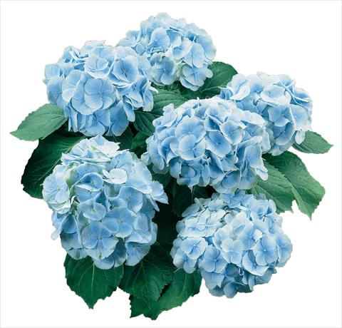 Photos von Blumenvarianten benutzt als: Topf und Beet Hydrangea macrophylla Everbloom Blue Wonder