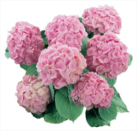 Photos von Blumenvarianten benutzt als: Topf und Beet Hydrangea macrophylla Everbloom Pink Wonder