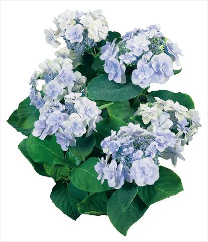 Photos von Blumenvarianten benutzt als: Topf und Beet Hydrangea macrophylla YOU&ME Emotion Youmethree Blu