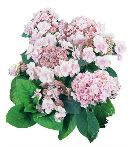Photos von Blumenvarianten benutzt als: Topf und Beet Hydrangea macrophylla YOU&ME Emotion Youmethree Rosa