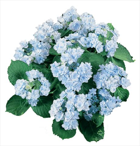 Photos von Blumenvarianten benutzt als: Topf und Beet Hydrangea macrophylla YOU&ME Forever Youmeone Blu