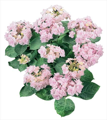 Photos von Blumenvarianten benutzt als: Topf und Beet Hydrangea macrophylla YOU&ME Forever Youmeone Rosa