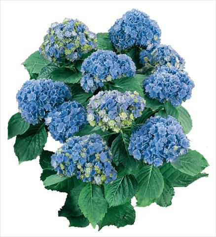 Photos von Blumenvarianten benutzt als: Topf und Beet Hydrangea macrophylla YOU&ME Together Youmefive Blu