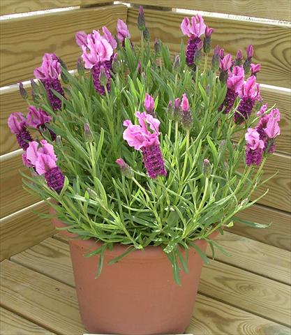 Photos von Blumenvarianten benutzt als: Topf und Beet Lavandula stoechas Paradiso Dark Pink