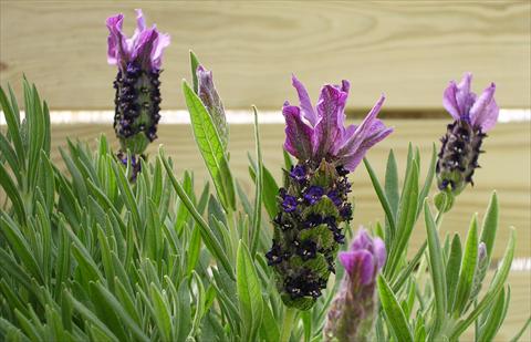 Photos von Blumenvarianten benutzt als: Topf und Beet Lavandula stoechas Paradiso Purple