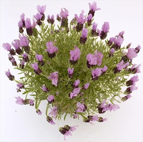 Photos von Blumenvarianten benutzt als: Topf und Beet Lavandula stoechas Pico Paradiso Lavender