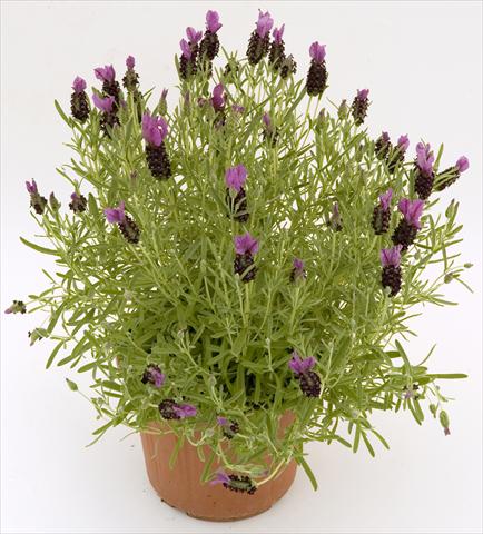 Photos von Blumenvarianten benutzt als: Topf und Beet Lavandula stoechas Pico Paradiso Purple