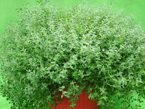 Photos von Blumenvarianten benutzt als: Topf und Beet Thymus citrodorus Lemon Supreme