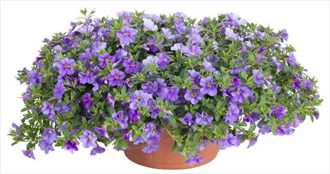 Photos von Blumenvarianten benutzt als: Topf, Terrasse, Ampel. Calibrachoa Lindura® Light Blue