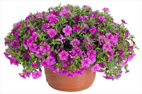 Photos von Blumenvarianten benutzt als: Topf, Terrasse, Ampel. Calibrachoa Lindura® Pink