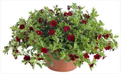 Photos von Blumenvarianten benutzt als: Topf, Terrasse, Ampel. Calibrachoa Lindura® Red