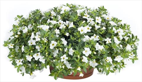 Photos von Blumenvarianten benutzt als: Topf, Terrasse, Ampel. Calibrachoa Lindura® White
