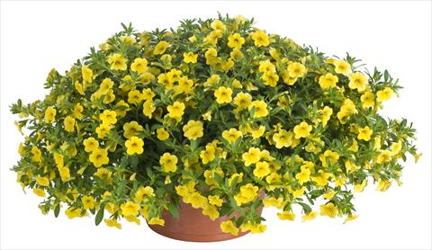 Photos von Blumenvarianten benutzt als: Topf, Terrasse, Ampel. Calibrachoa Lindura® Yellow